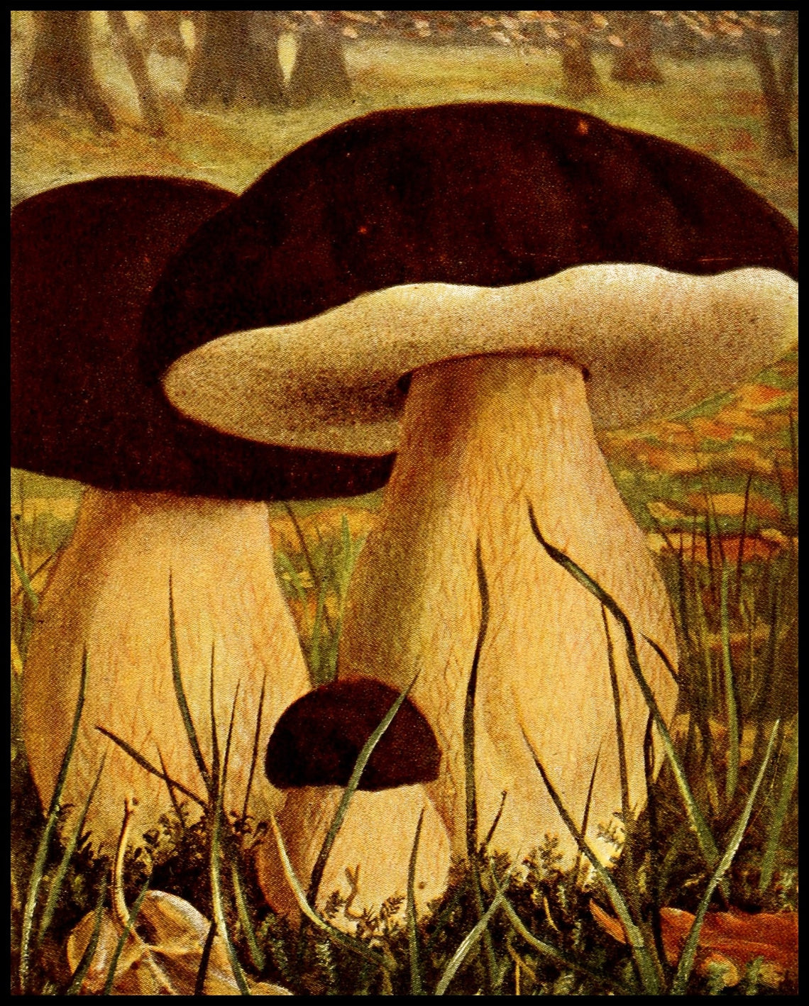 Boletus Aereus