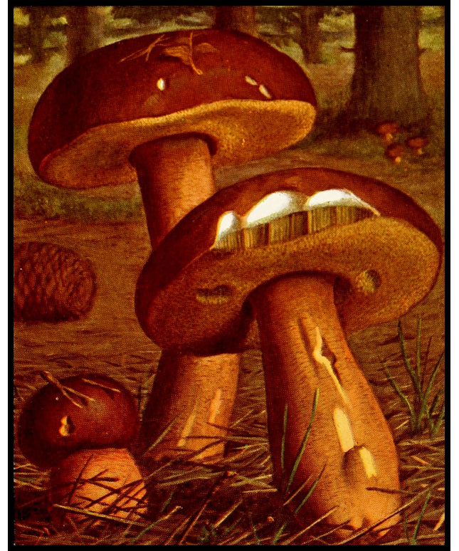 Boletus Badius