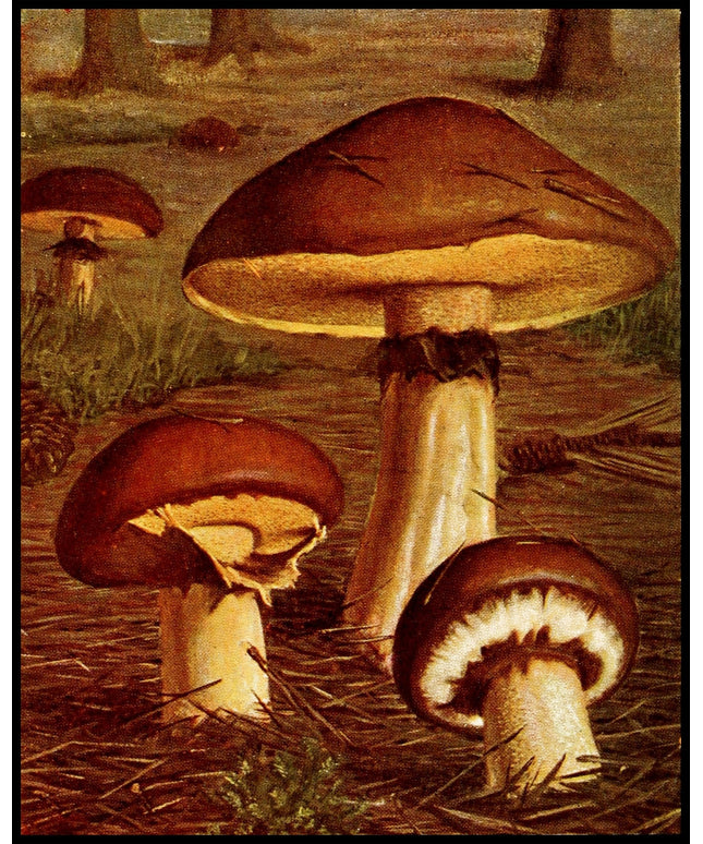 Boletus Luteus