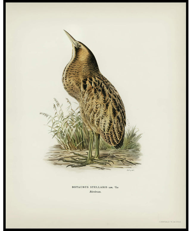 Botaurus Stellaris Poster
