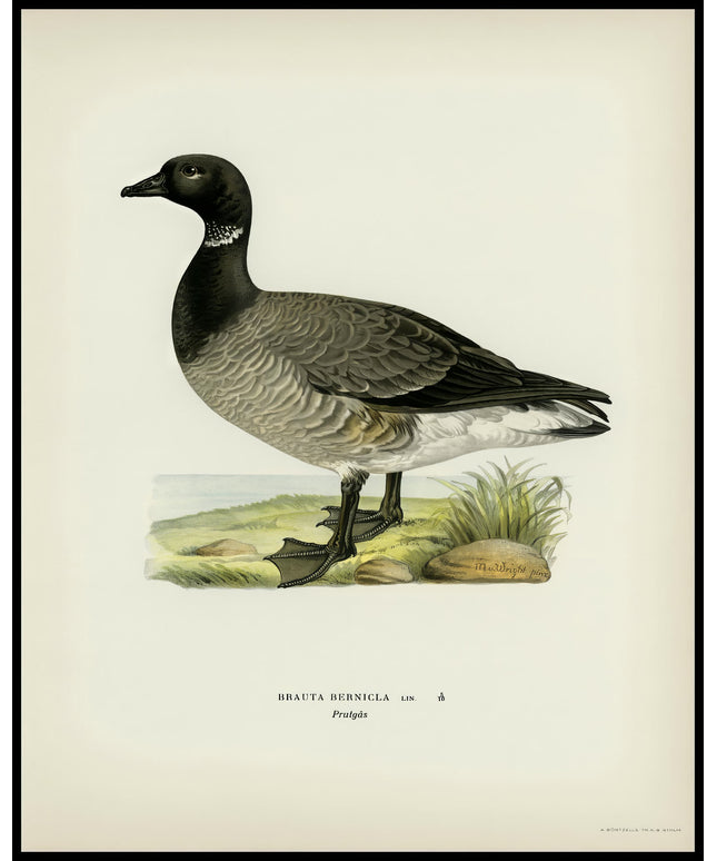 Branta Bernicla Poster