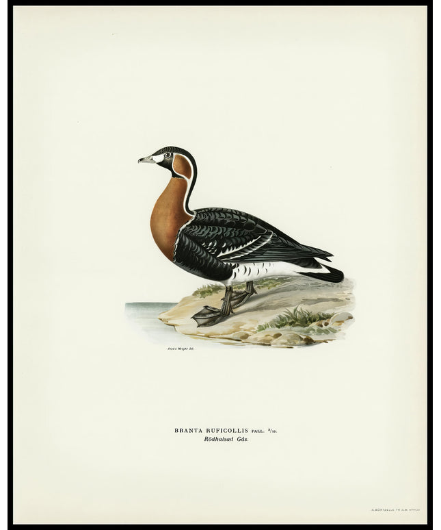 Branta Ruficollis Poster