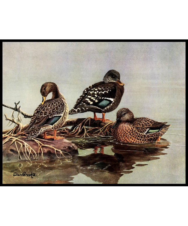 Gelbschnabelente Poster