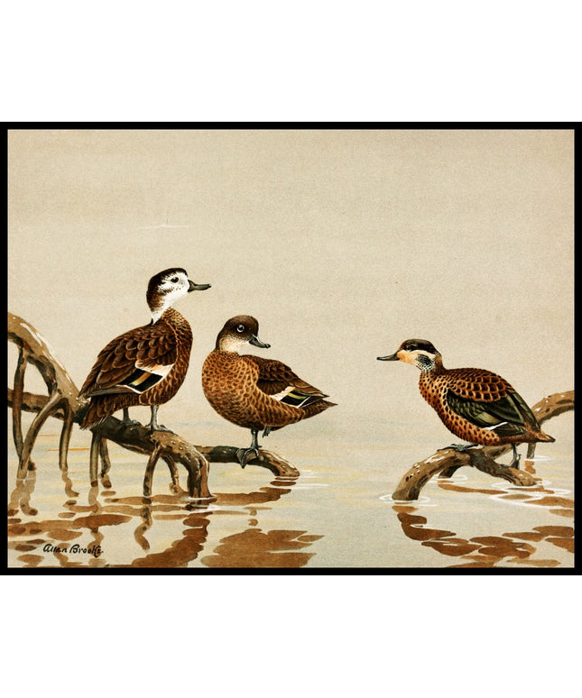 Weißkehlente Poster