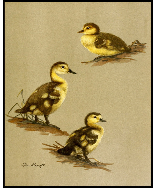 Ringschnabelente Poster