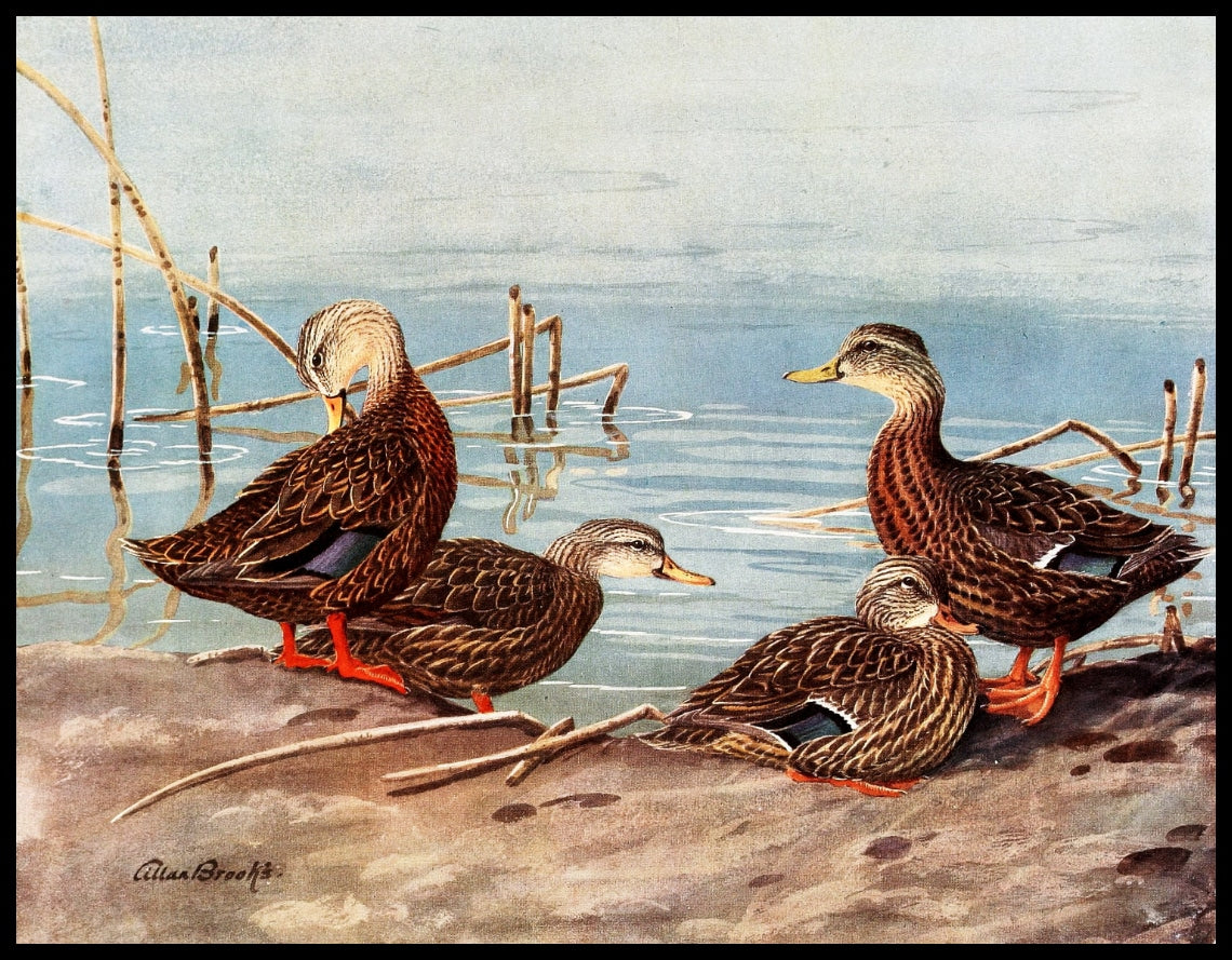 Floridaente Poster