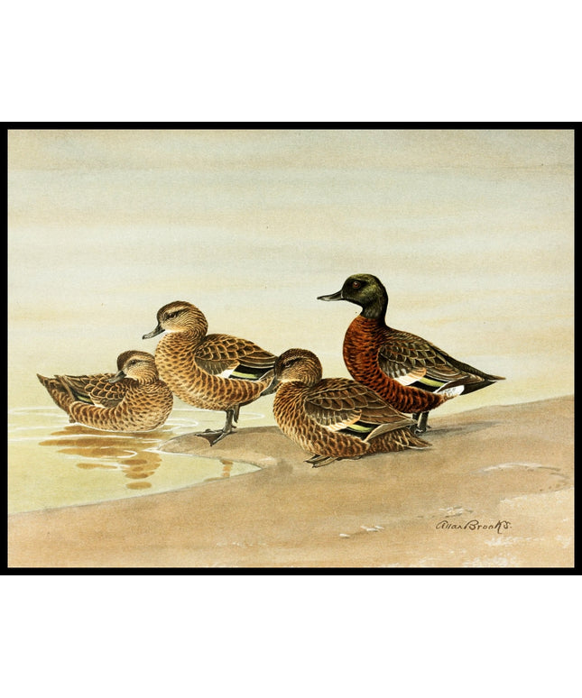 Kastanienente Poster