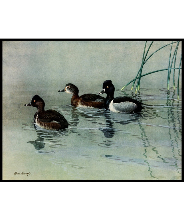 Ringschnabelente Poster