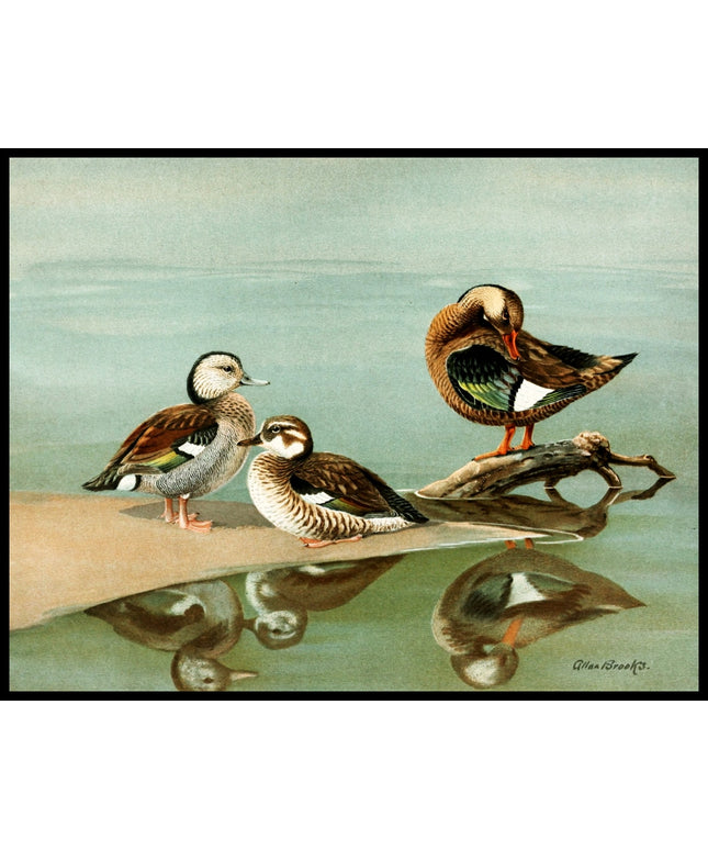 Rotschulterente Poster