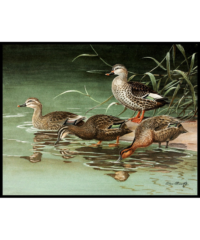 Fleckschnabelente Poster