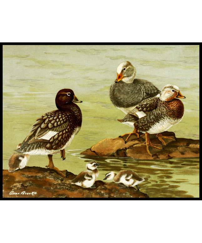 Dampfschiffenten Poster