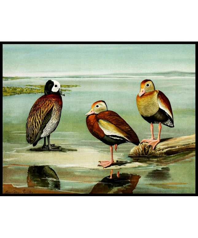 Rotschnabel-Pfeifgans Poster