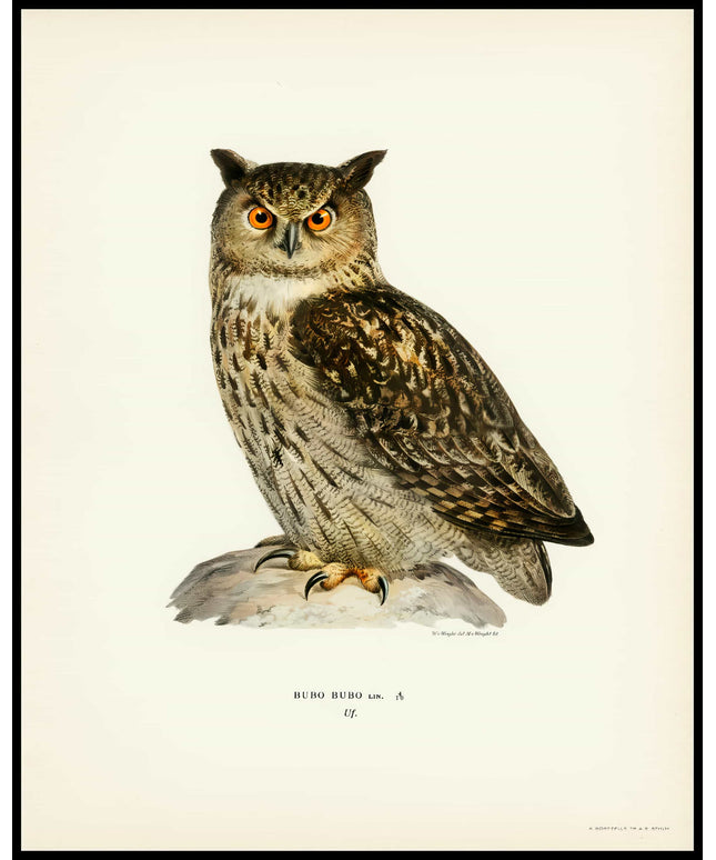 Bubo Bubo Poster