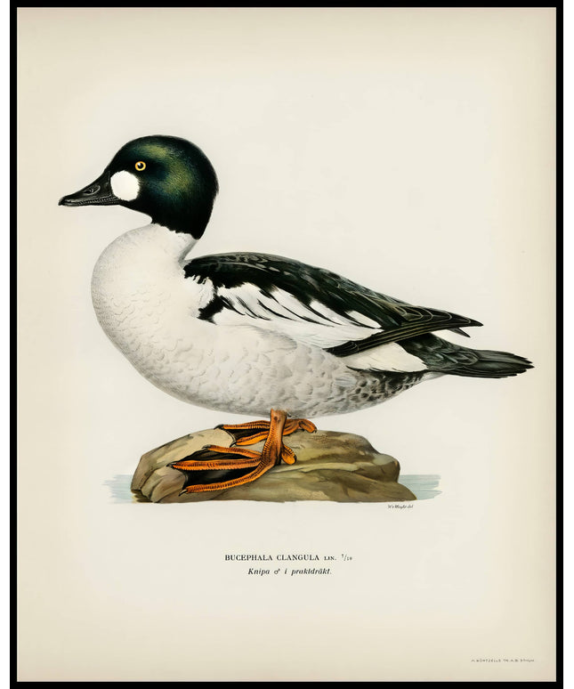 Bucephala Clangula Poster