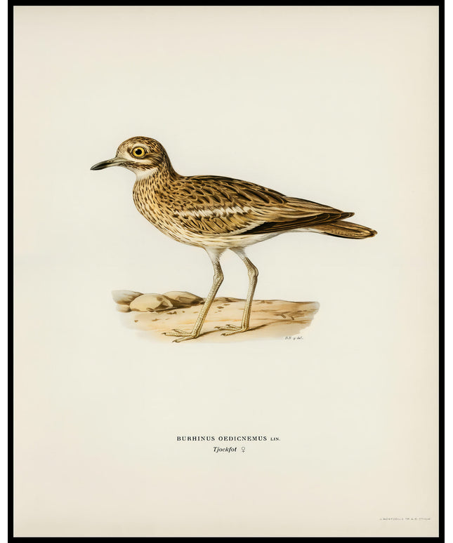 Burhinus Oedicnemus Poster