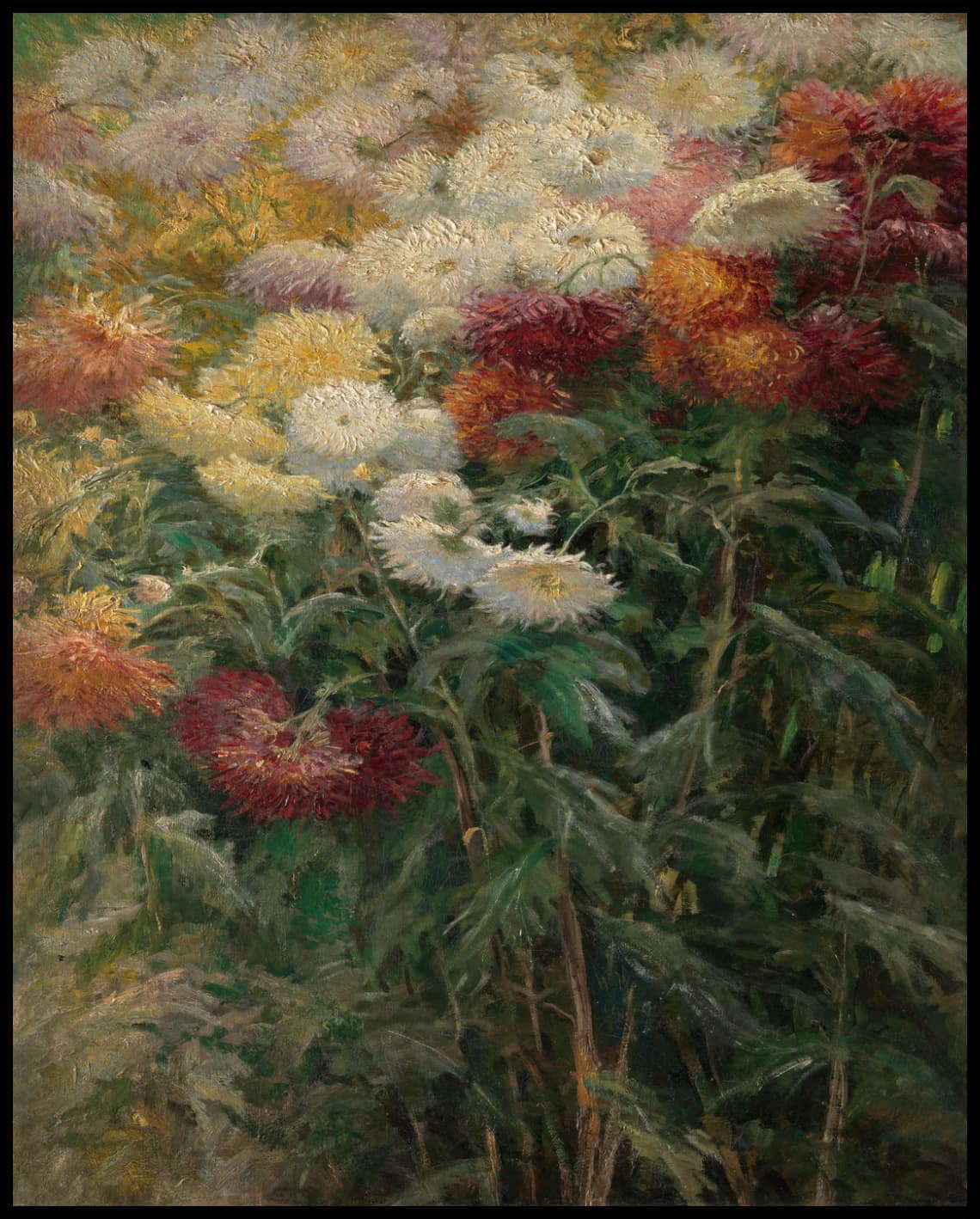 Les chrysanthèmes dans le jardin du Petit-Gennevilliers