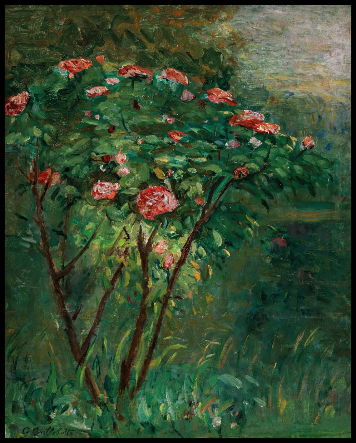 Le rosier fleuri