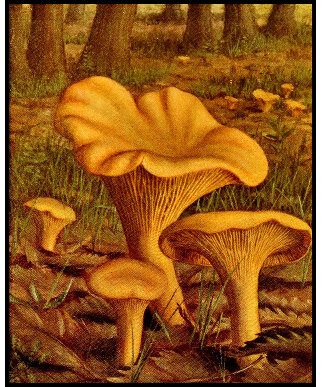 Cantharellus Cibarius