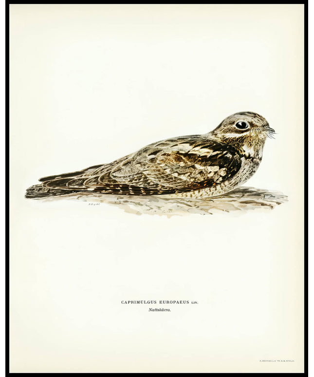 Caprimulgus Europaeus Poster