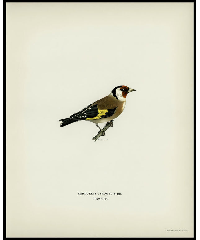 Carduelis Carduelis Poster