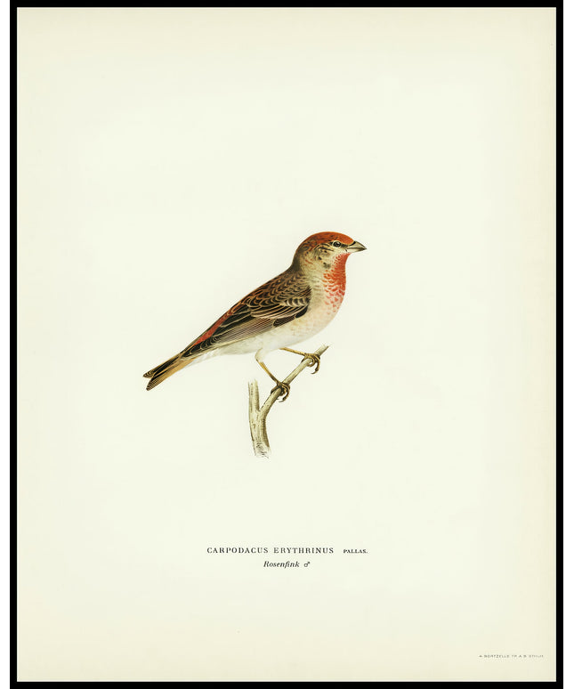 Carpodacus Erythrinus Poster