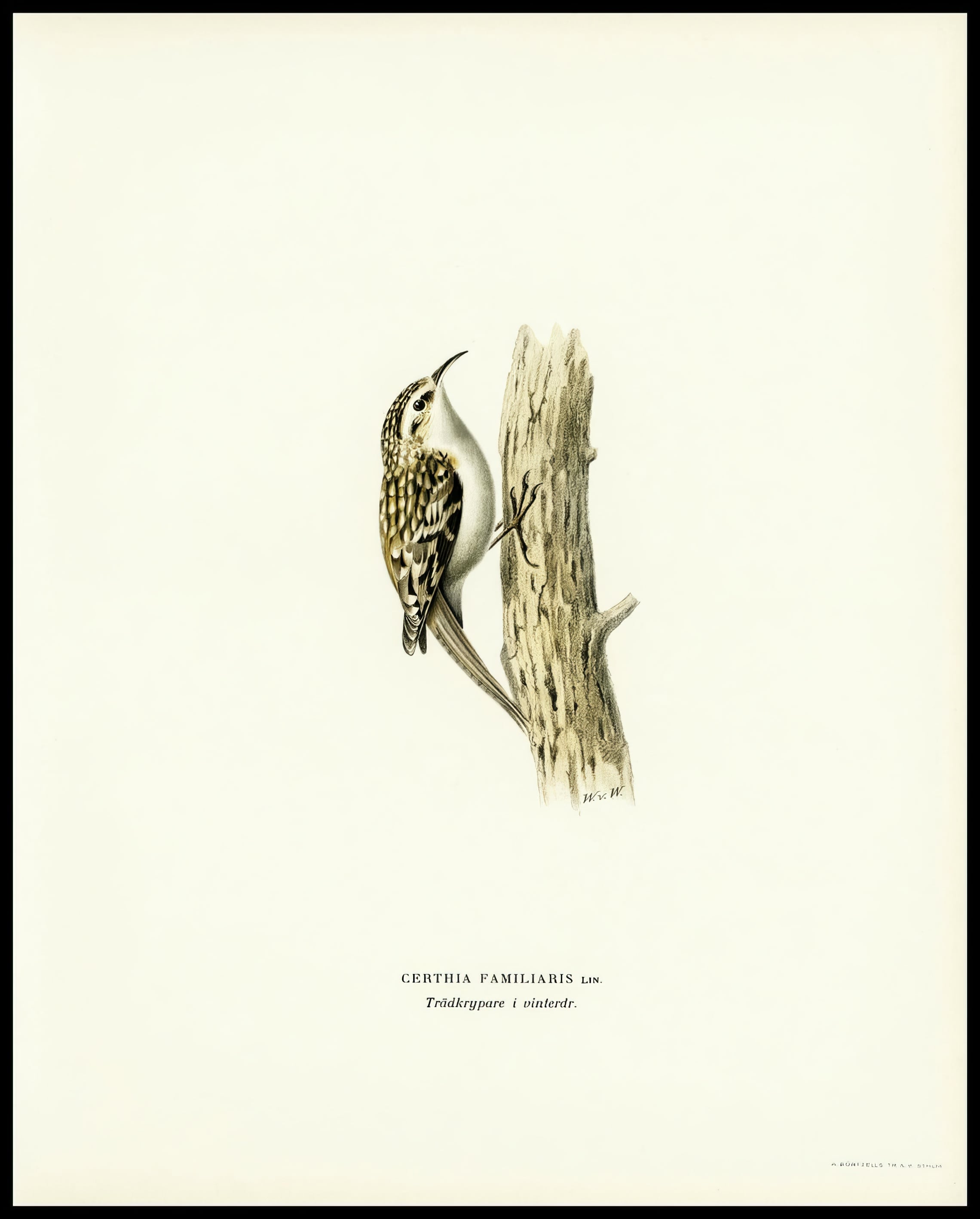 Certhia Familiaris Poster