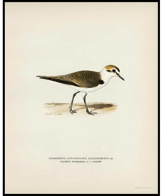 Charadrius Alexandrinus Poster