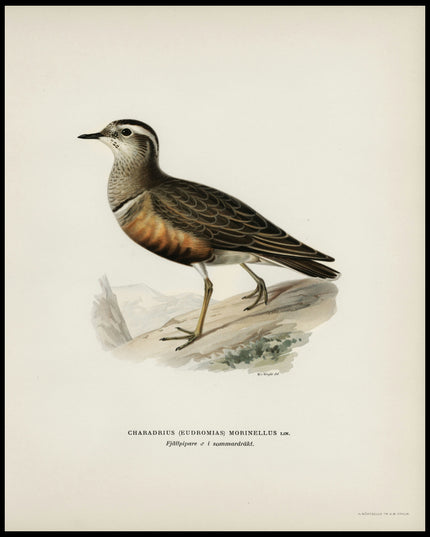 Charadrius Morinellus Poster