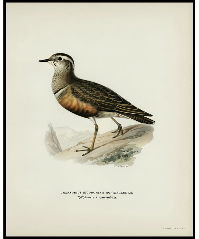 Charadrius Morinellus Poster