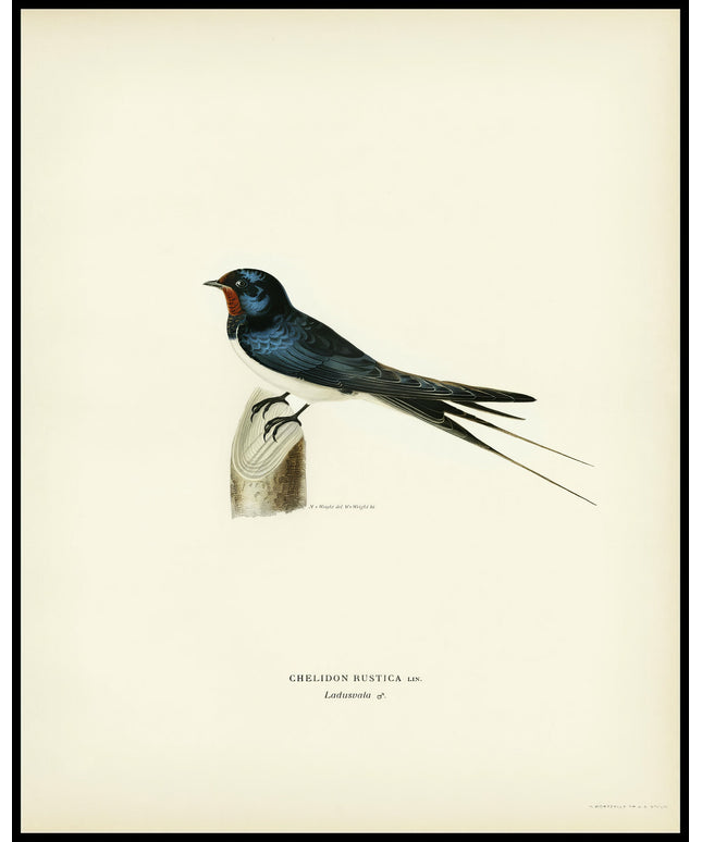 Chelidon Rustica Poster