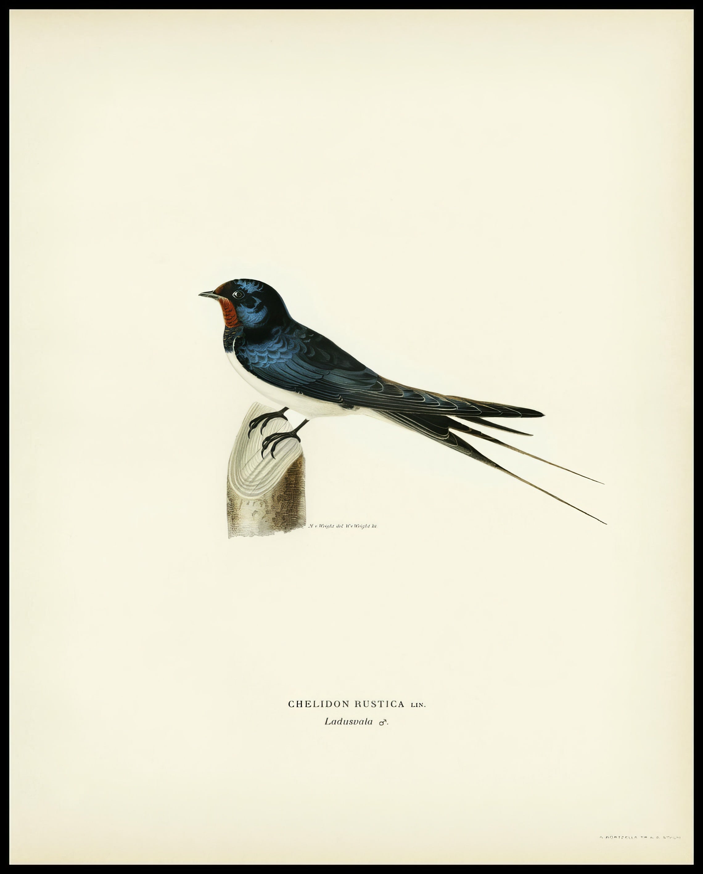 Chelidon Rustica Poster