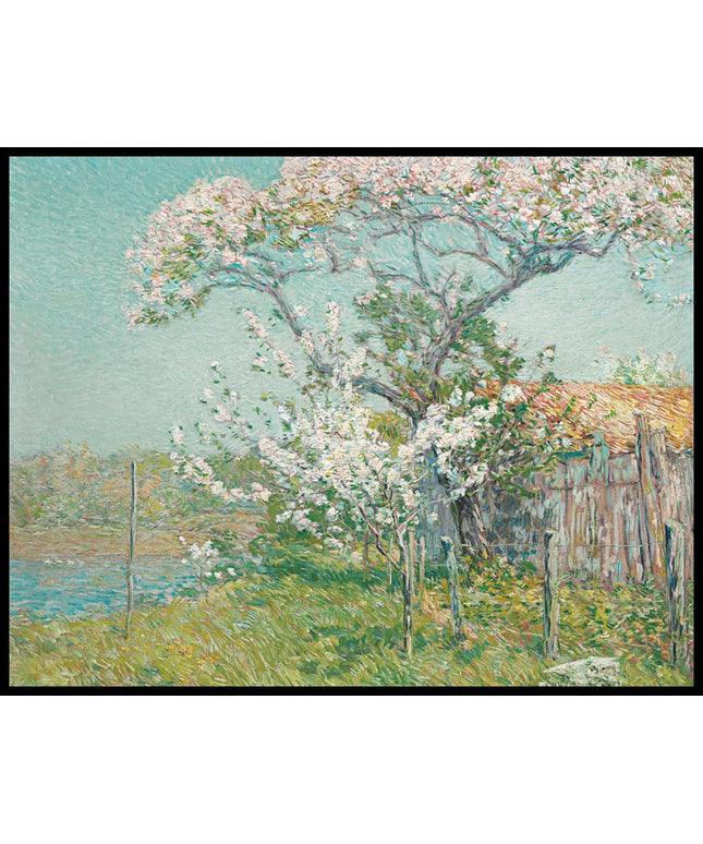 Apple Trees in Bloom, Old Lyme