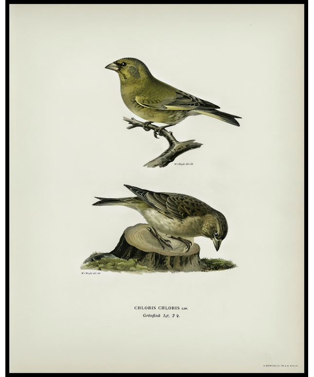 Chloris Chloris Poster