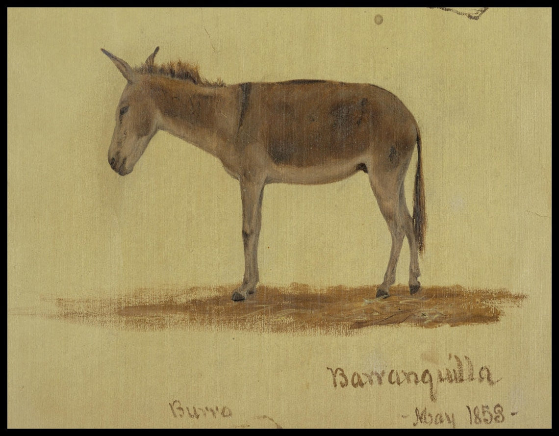 Un donkey