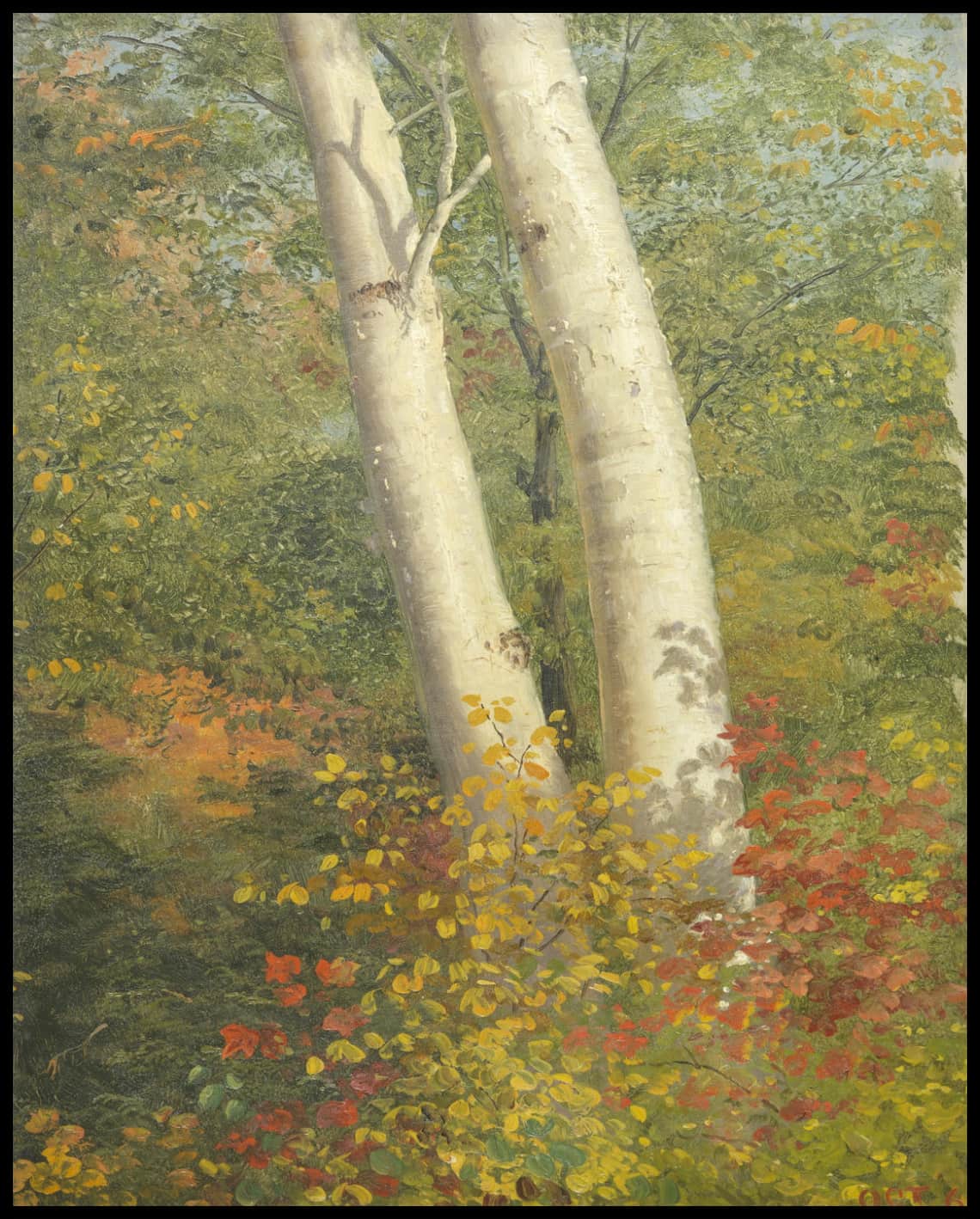 Birch Trees en automne