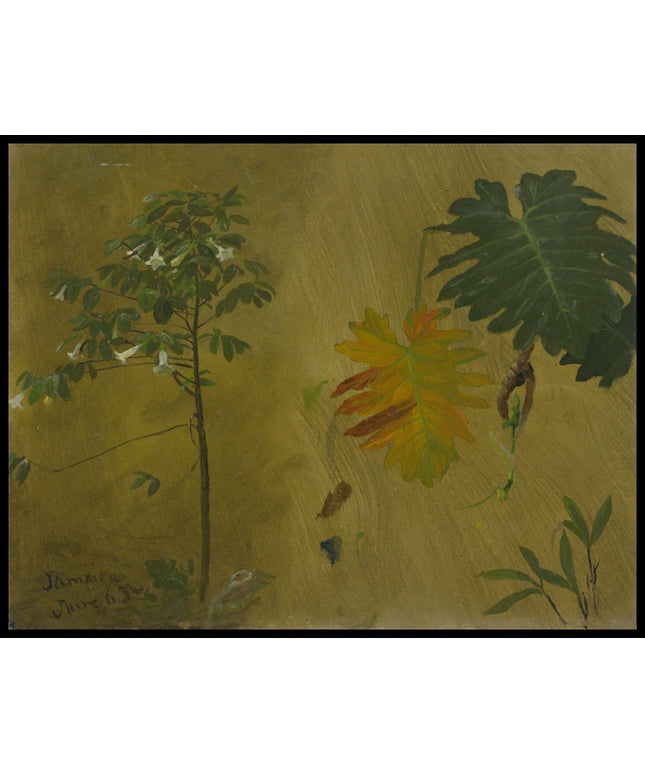 Botanical Studies from Jamaica