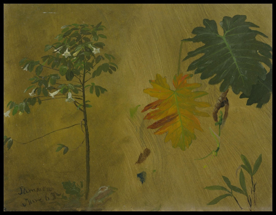 Études botaniques de la Jamaïque