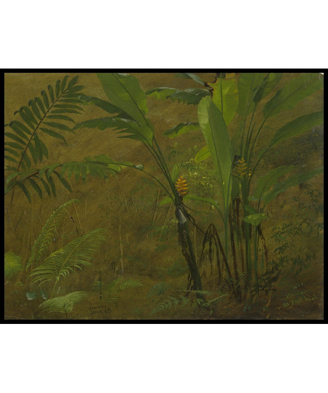 Botanical Studies from Jamaica