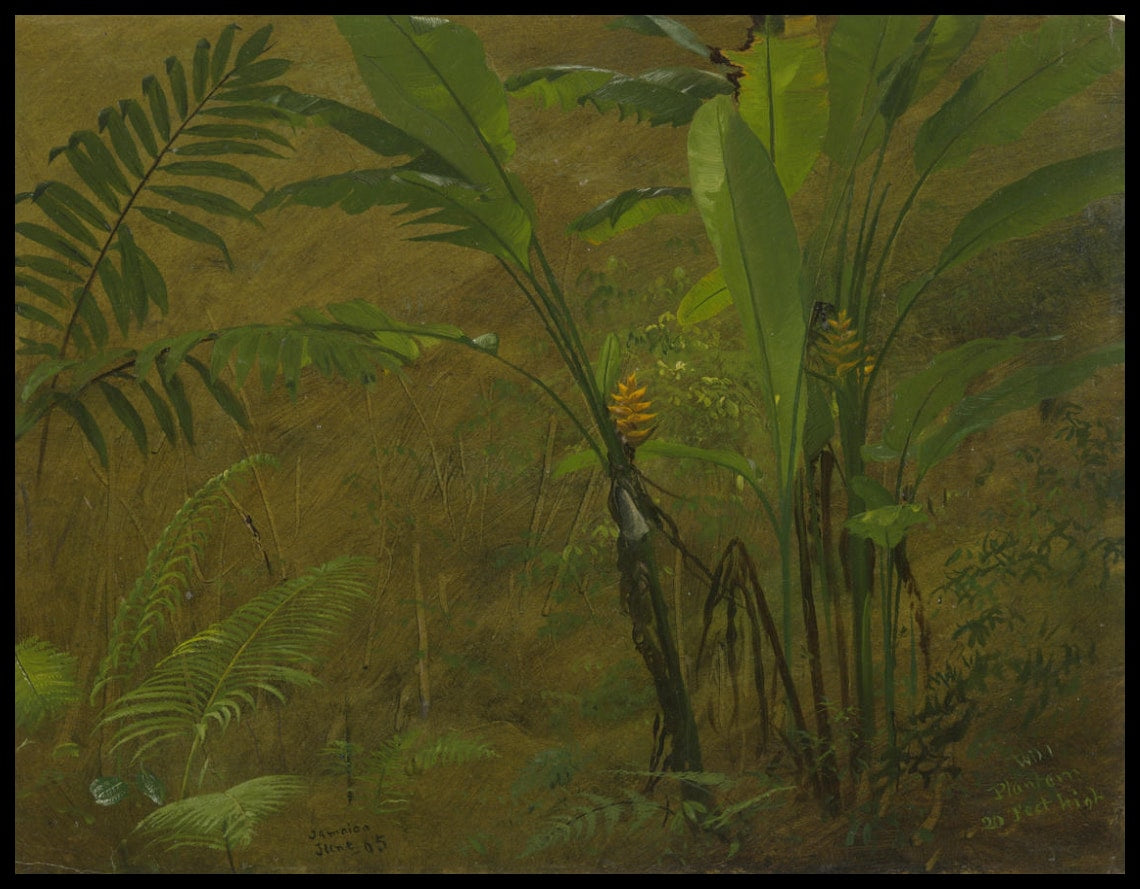 Études botaniques de la Jamaïque