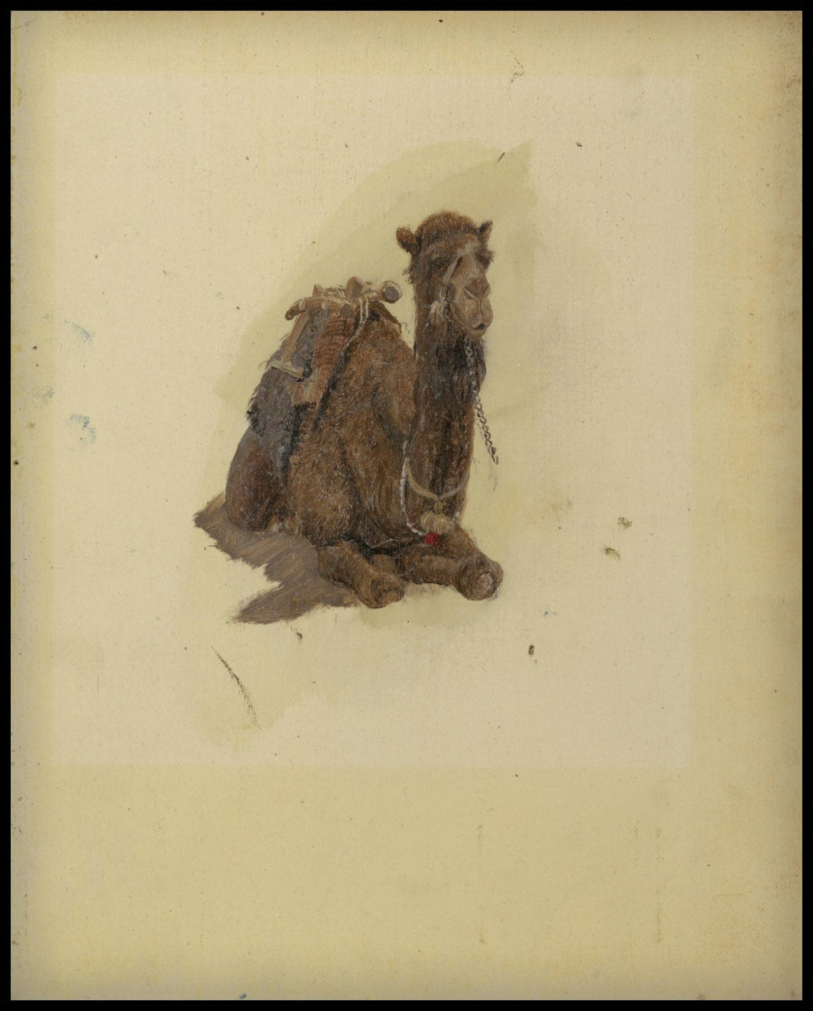 Crouching Dromedary (dromadaire)