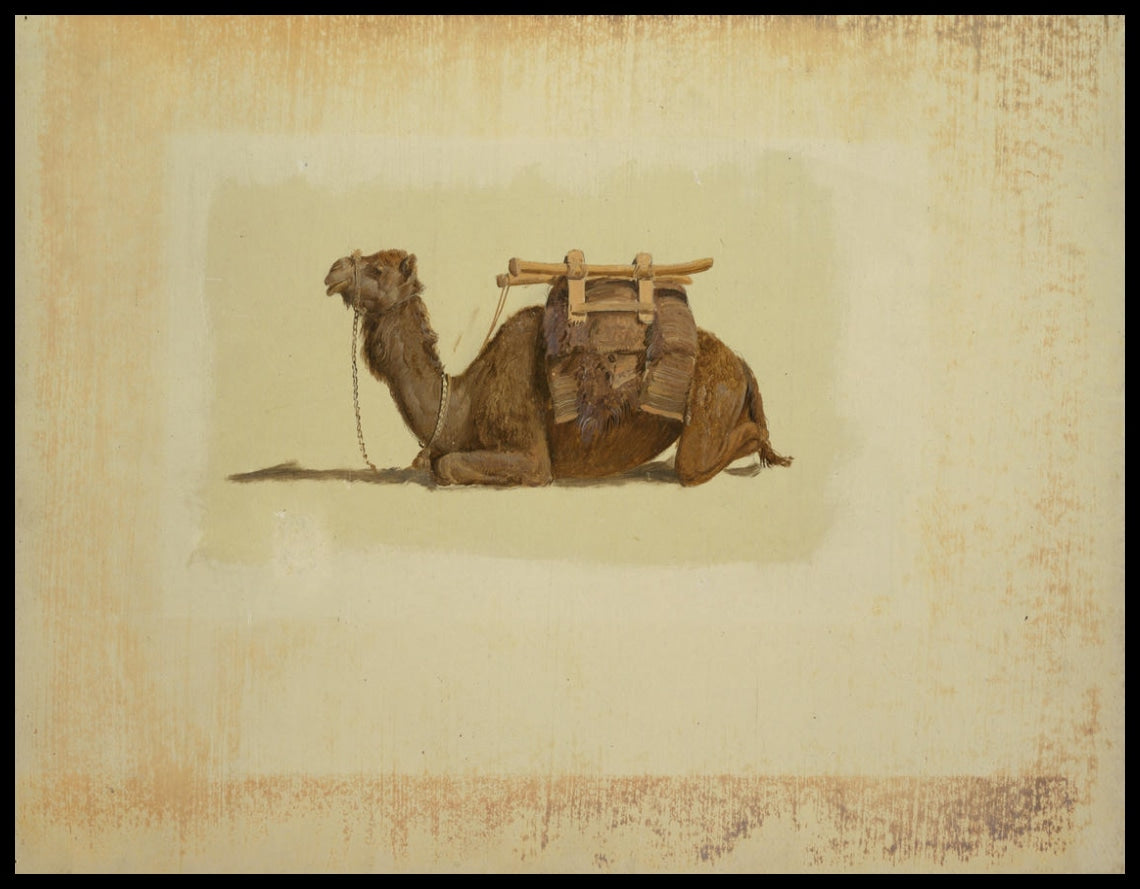 Crouching Dromedary (dromadaire)