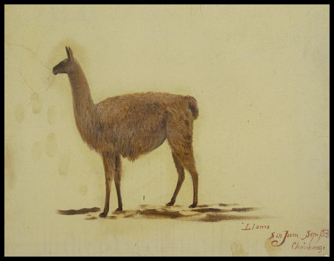Llama