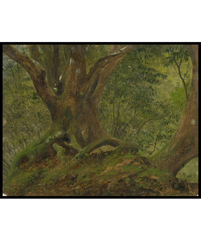 In the Woods Jamaica