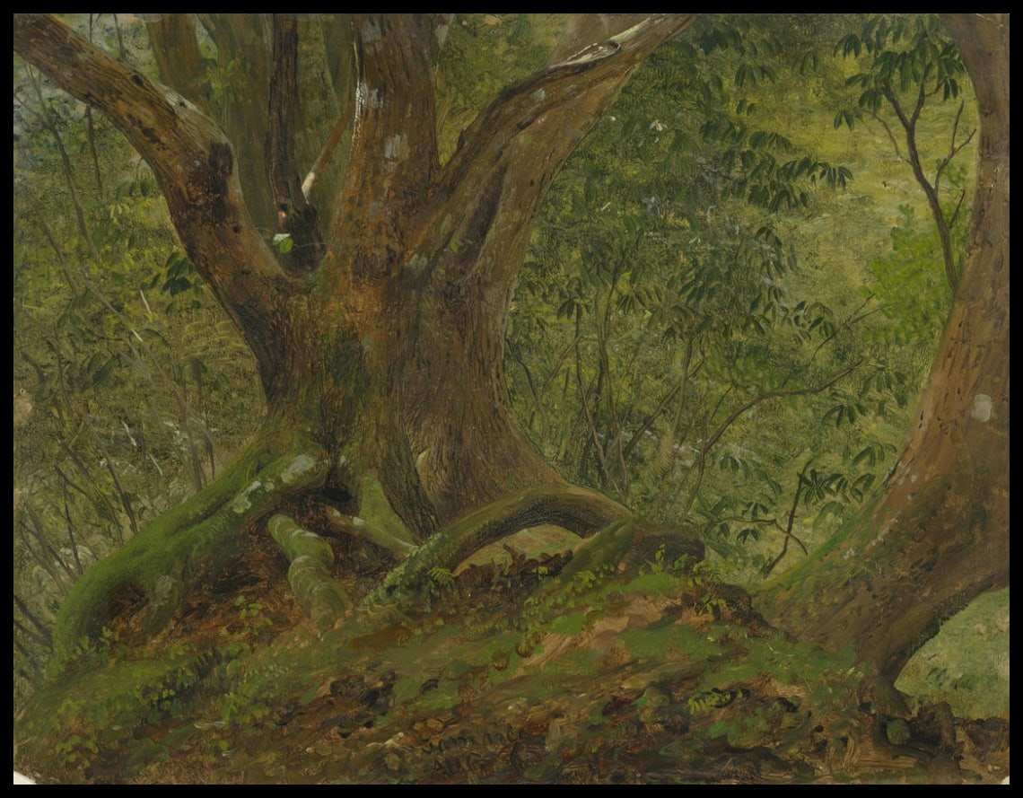 Dans les bois Jamaïque