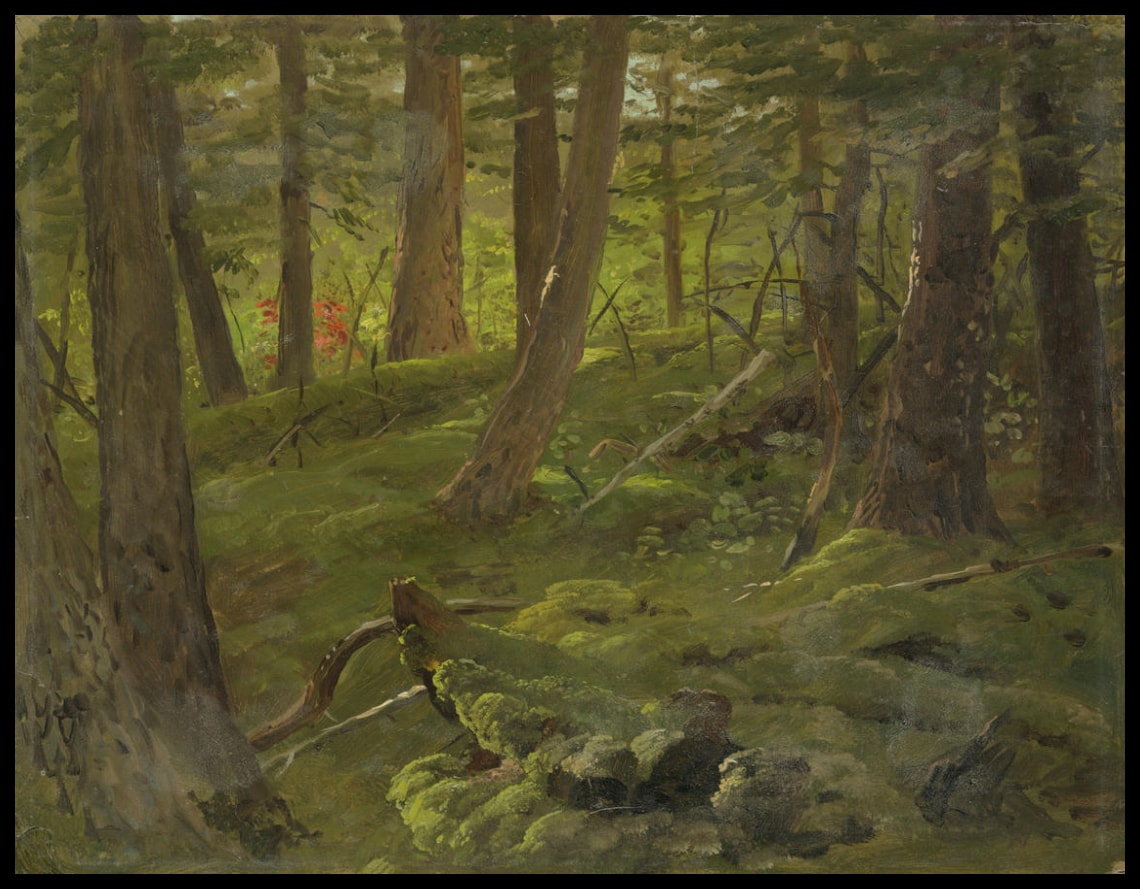 Végétation de la jungle