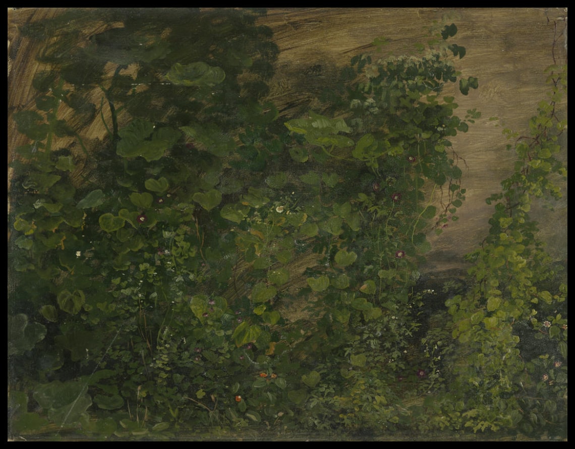 Végétation de la jungle