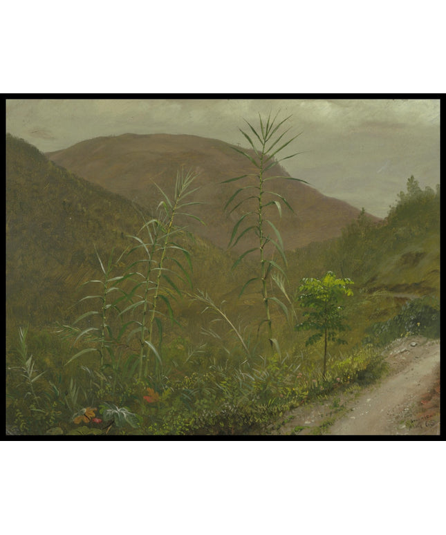 Wild Sugar Cane Jamaica