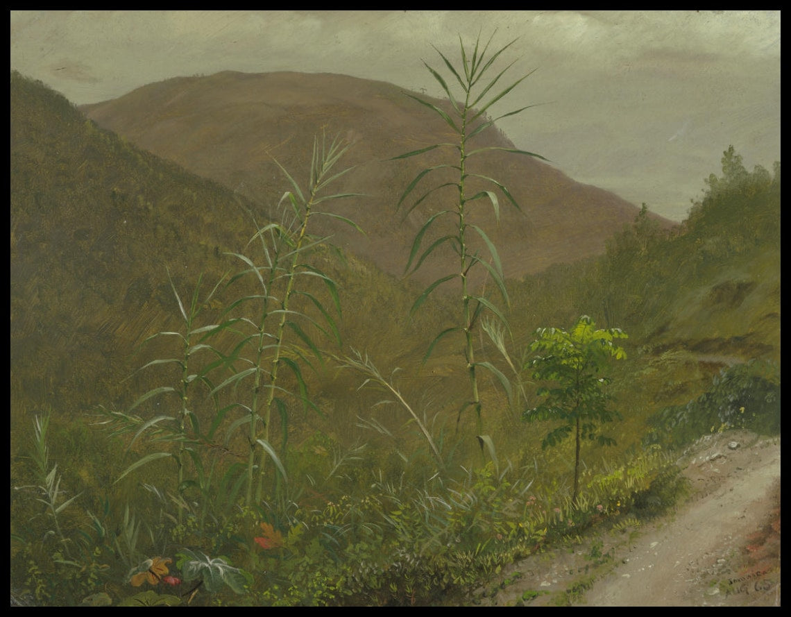 Wild Sugar Cane Jamaïque