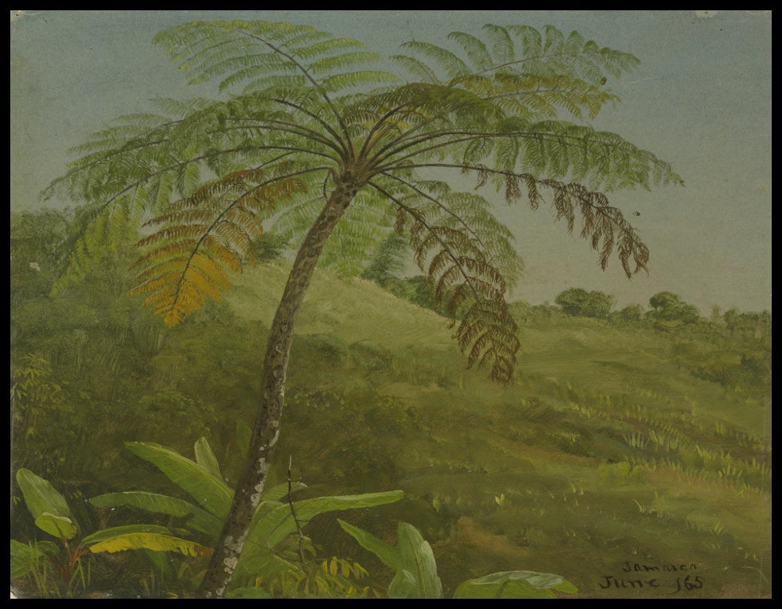Palmier Jamaïque