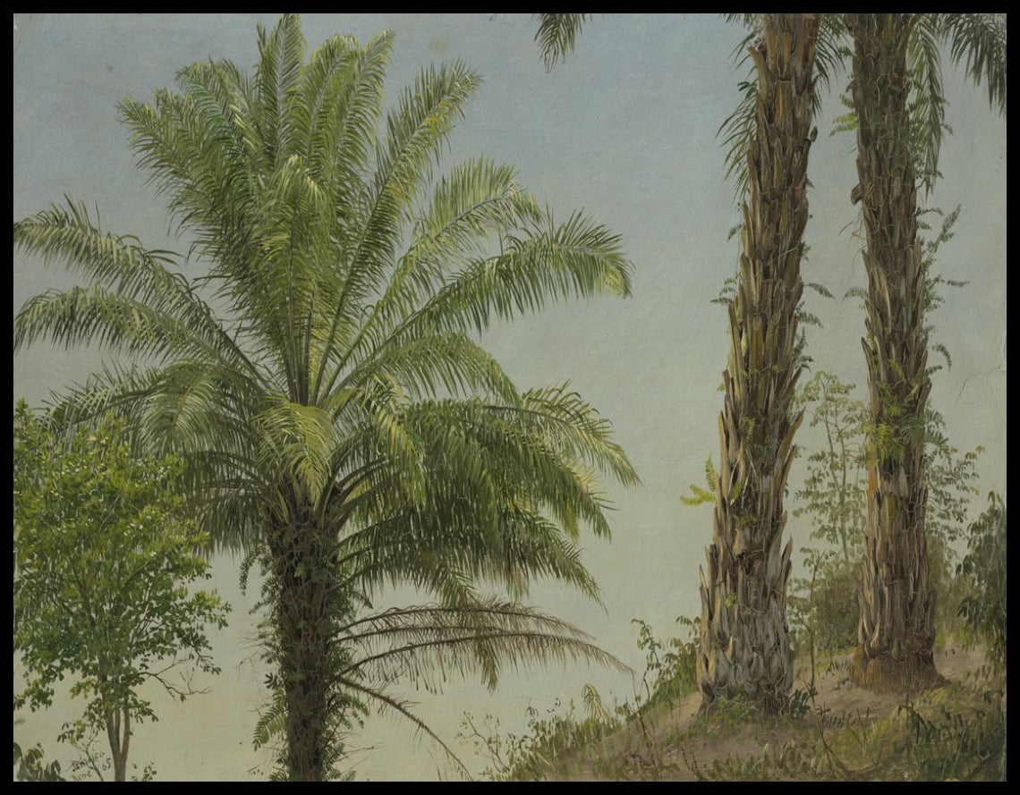 Palm Trees Jamaïque